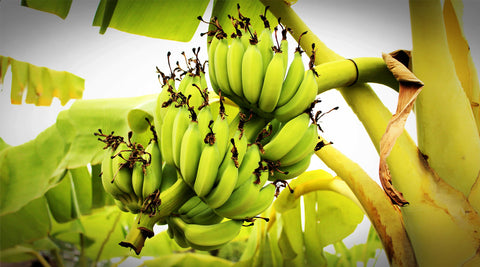 7 Reasons Why We Should Buy Fair Trade?