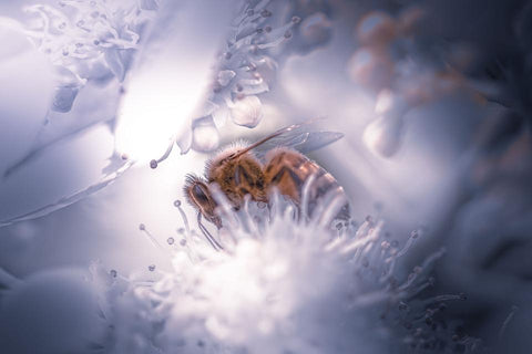 Bee Friendly This May