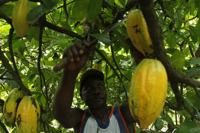 The Top Ten Impacts of Climate Change on Fairtrade Farmers