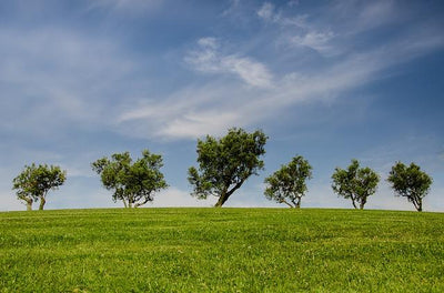 Is Sustainability Making Strides? Good news stories from 2018