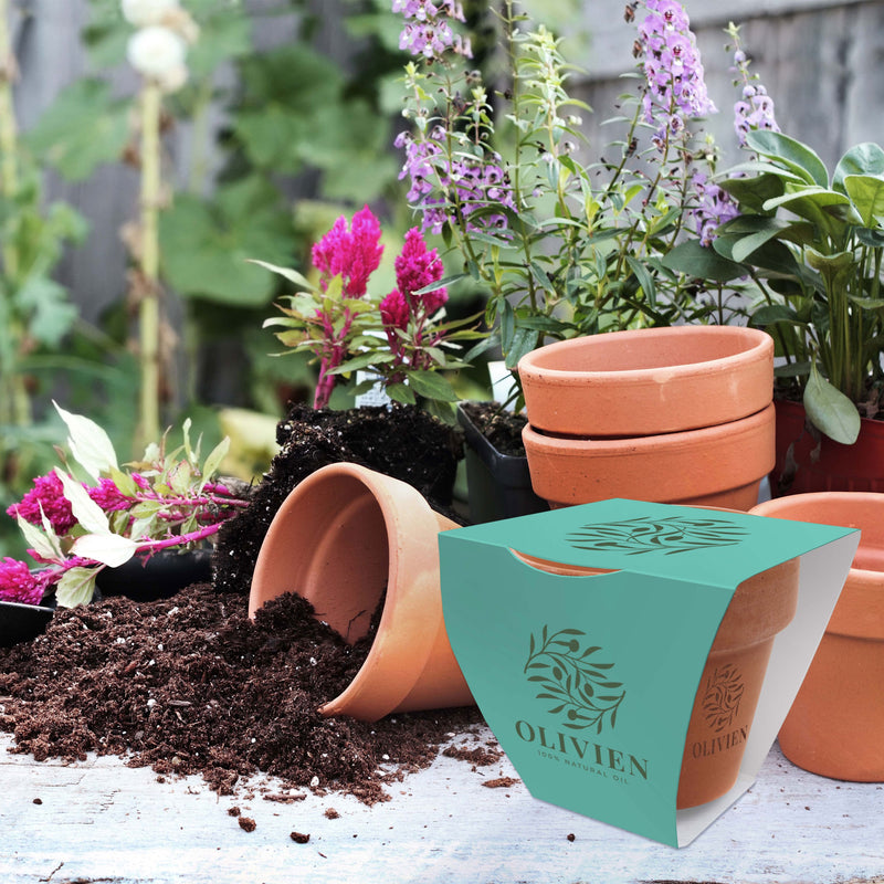Small Clay Pot Garden